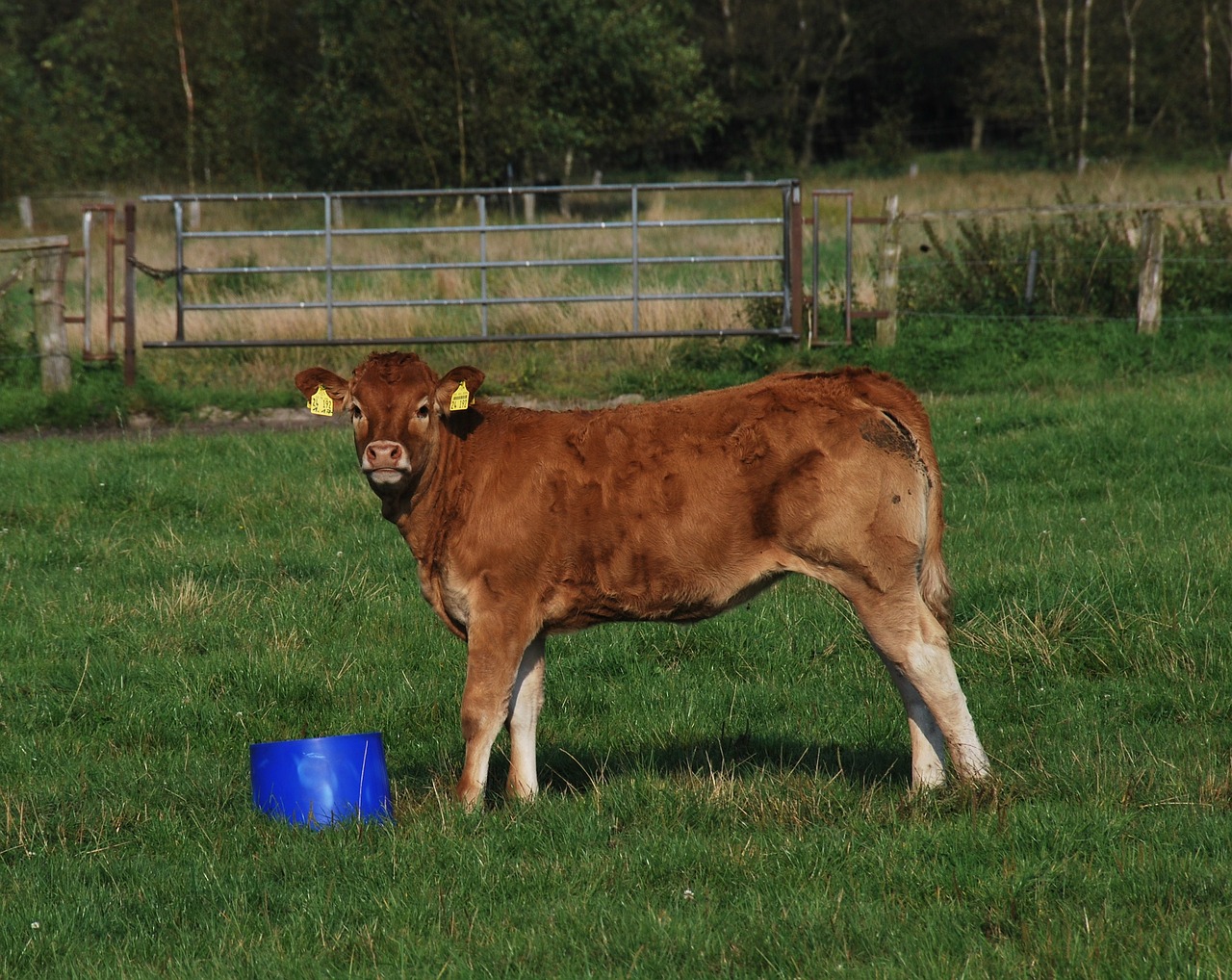 nature agriculture calf free photo