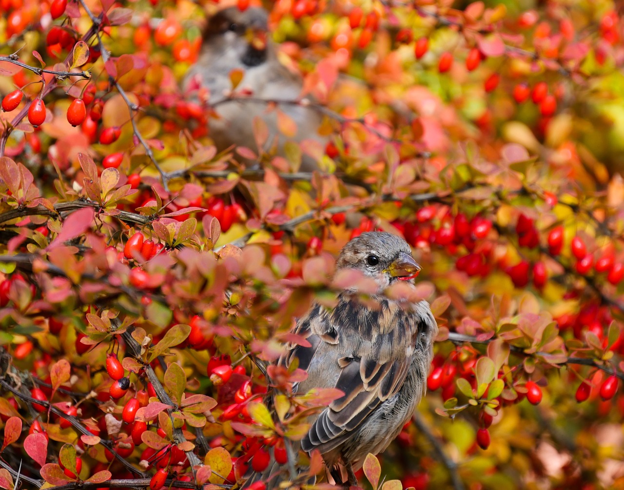 nature animals bird free photo