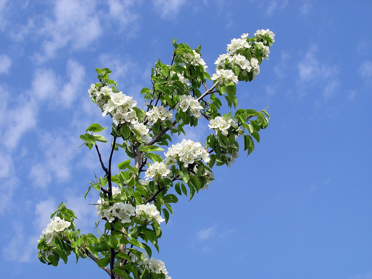 nature trees flowers free photo