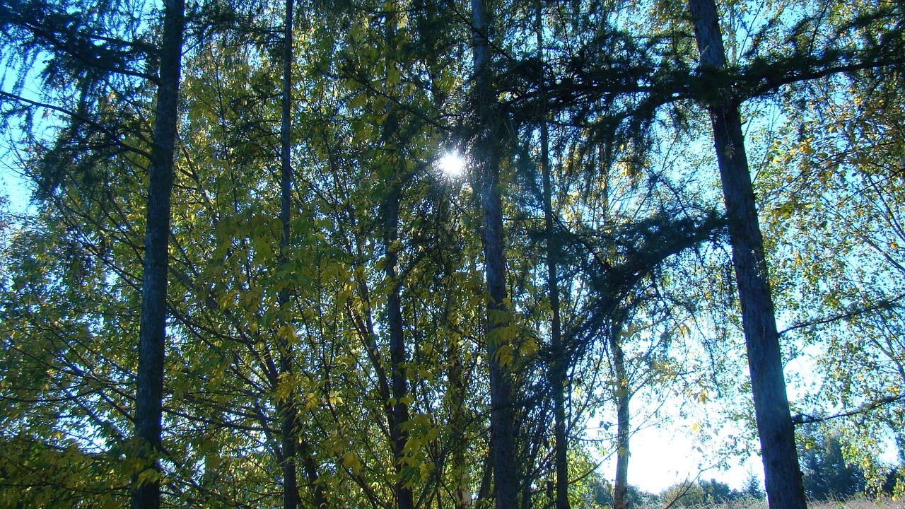 nature tree lichtspiel free photo