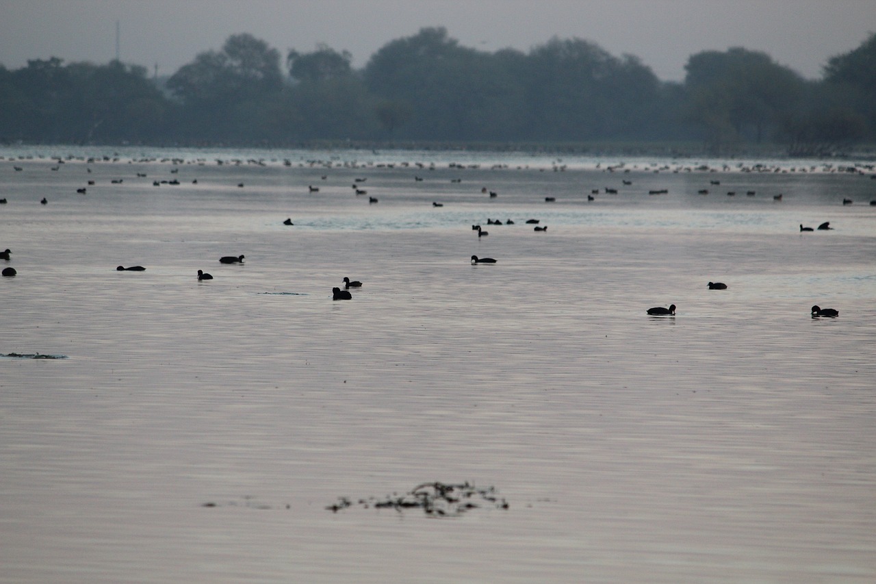 nature duck water free photo