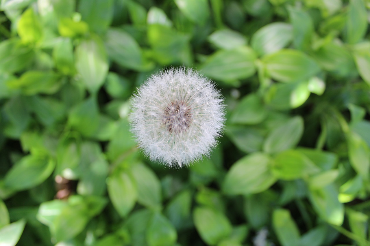 nature dandelion plant free photo