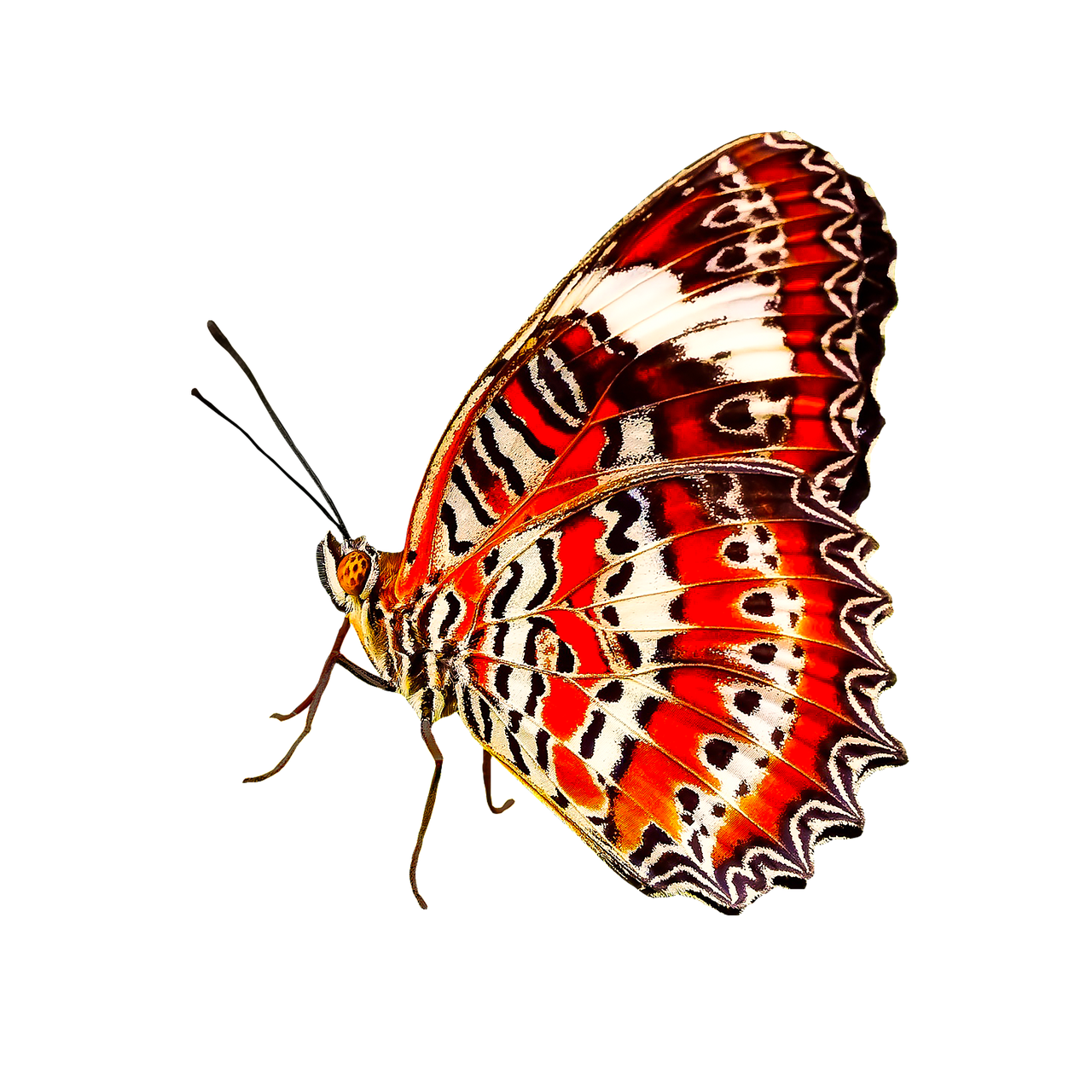 nature animals butterfly free photo