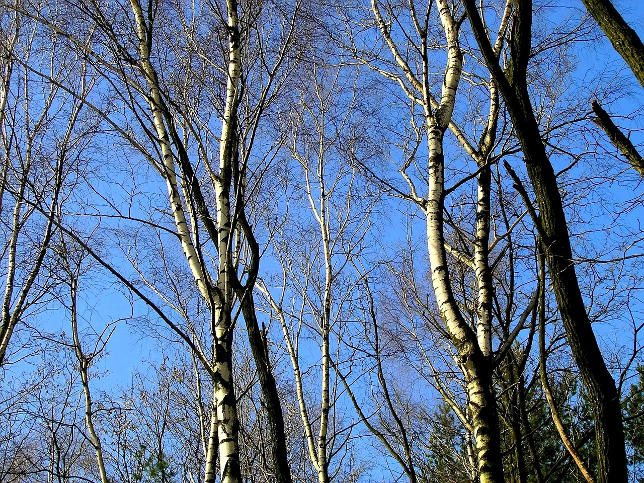 nature trees birch free photo