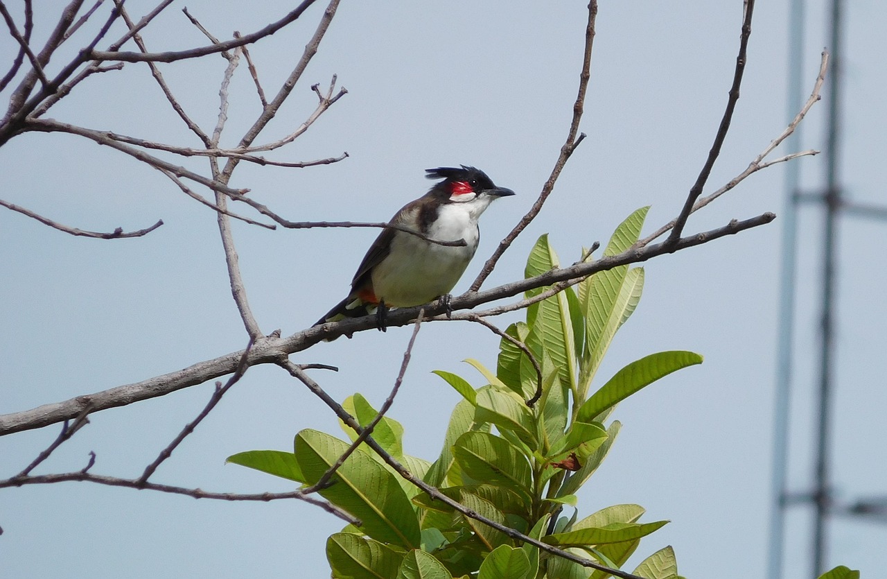 nature india bulbul free photo