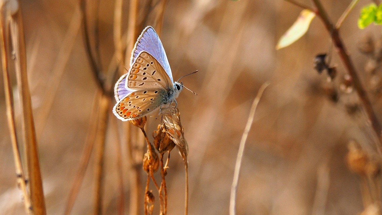 nature insects butterfly free photo