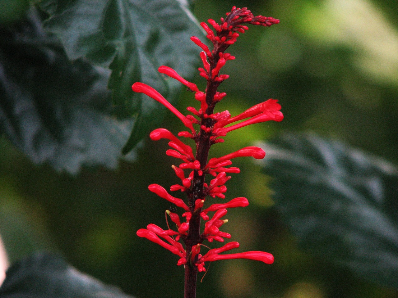 nature flora flowers red free photo