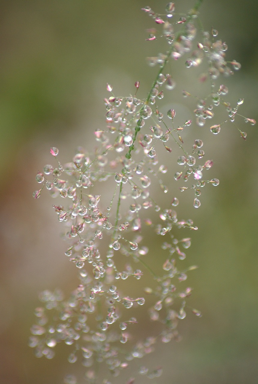 nature water fresh free photo