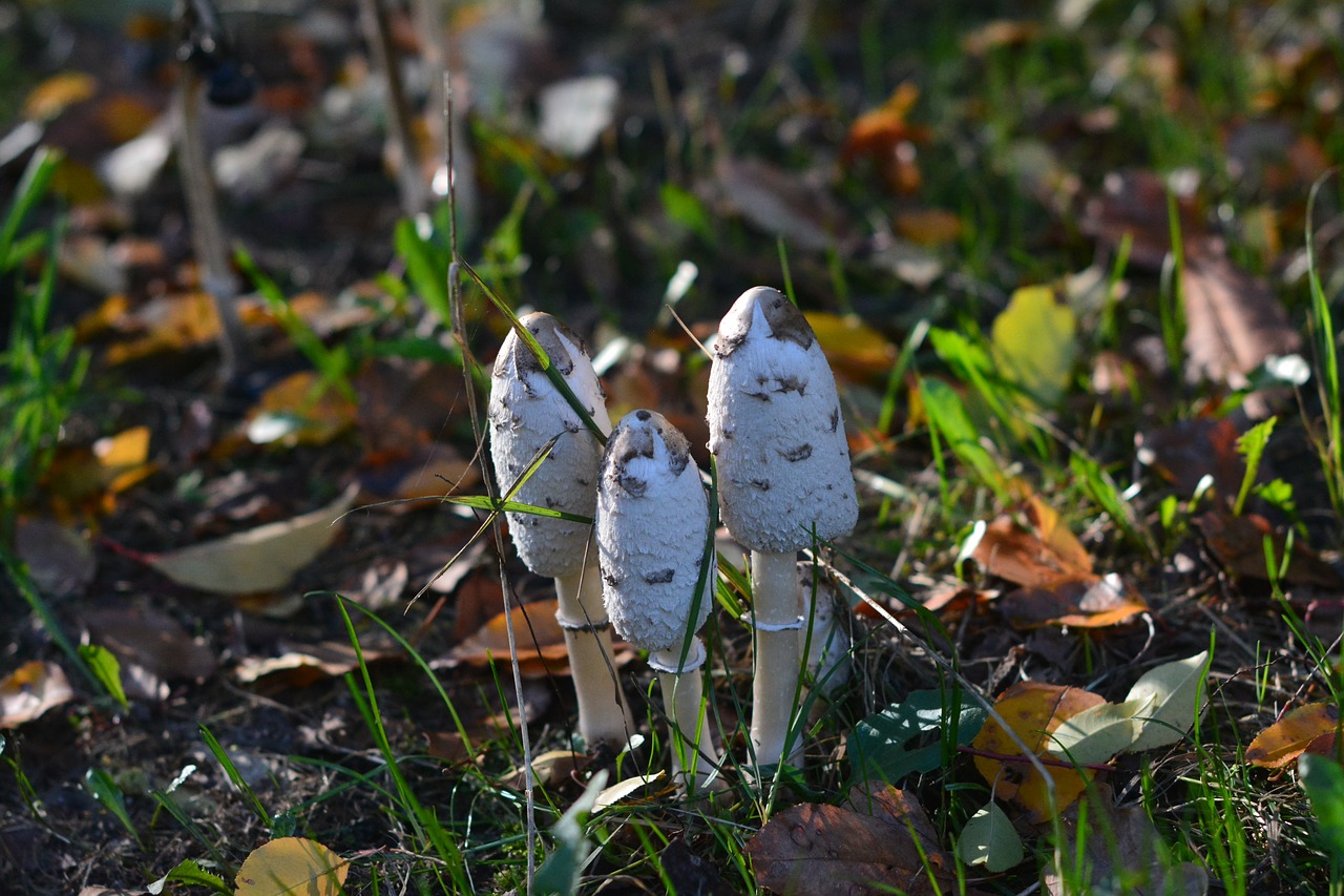 nature mushroom autumn free photo