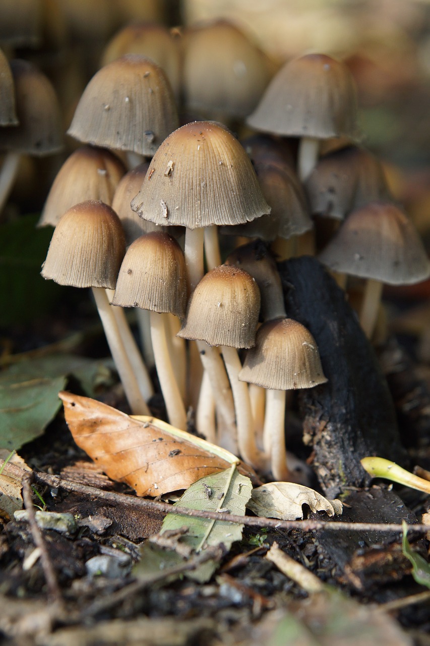 nature mushrooms forest free photo