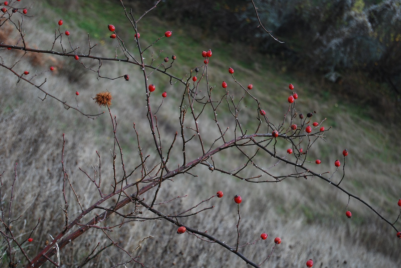 nature red plant free photo