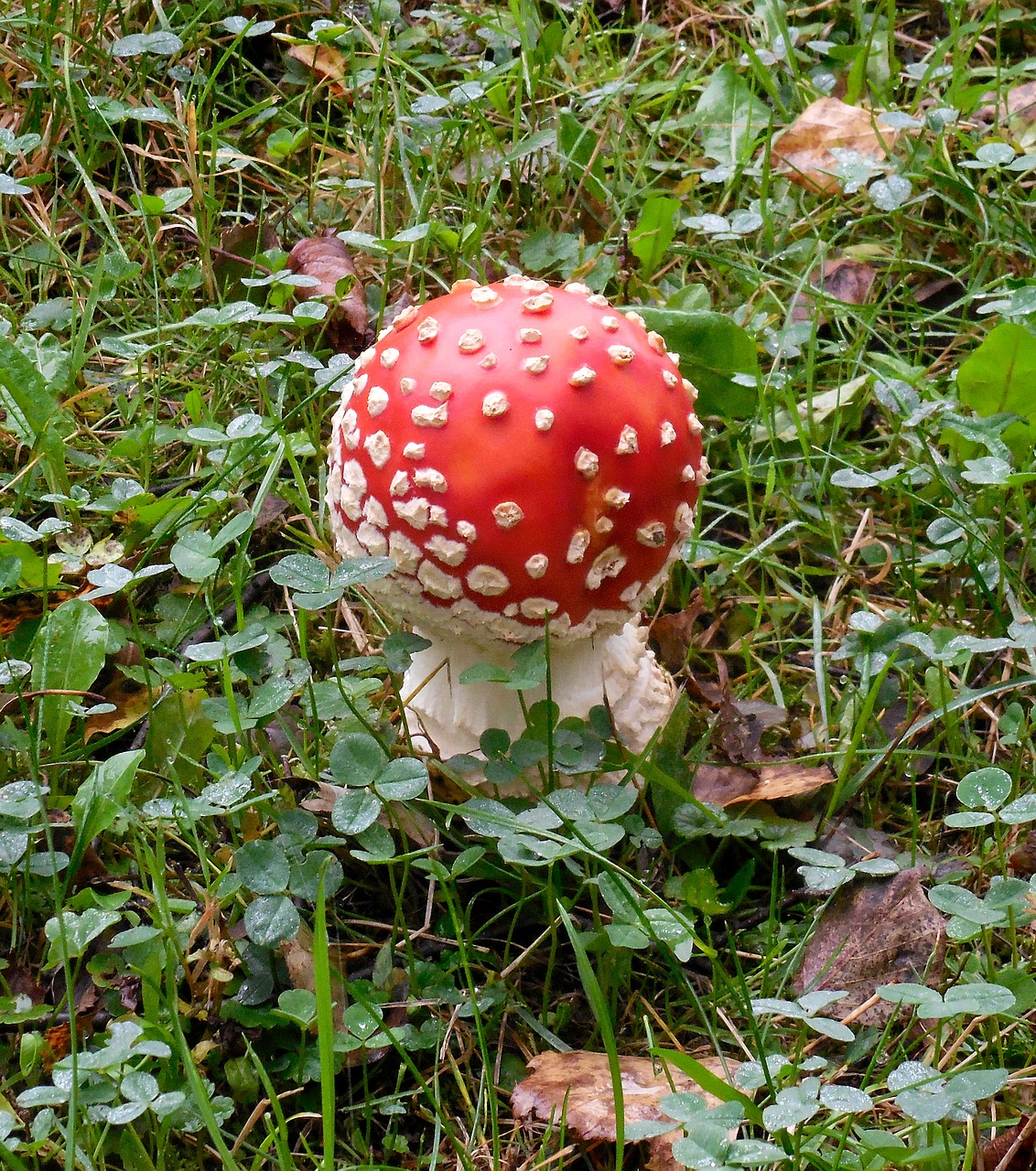 nature amanita muscaria mushrooms free photo