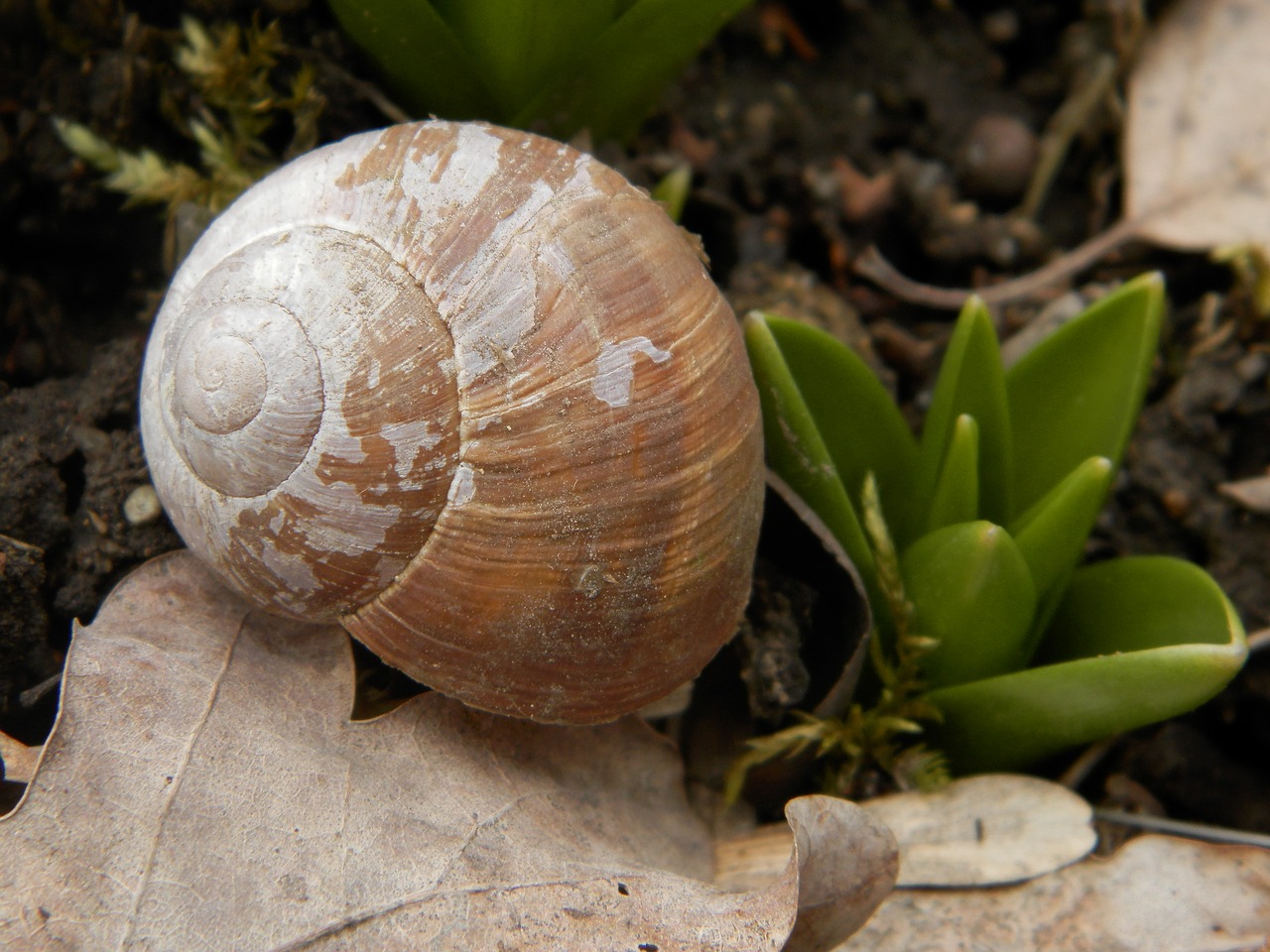 nature snail shell free photo