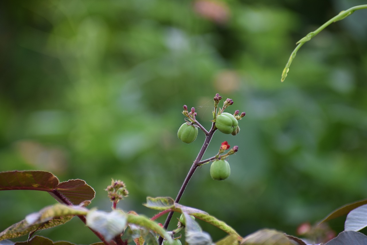 nature fruits colorful free photo