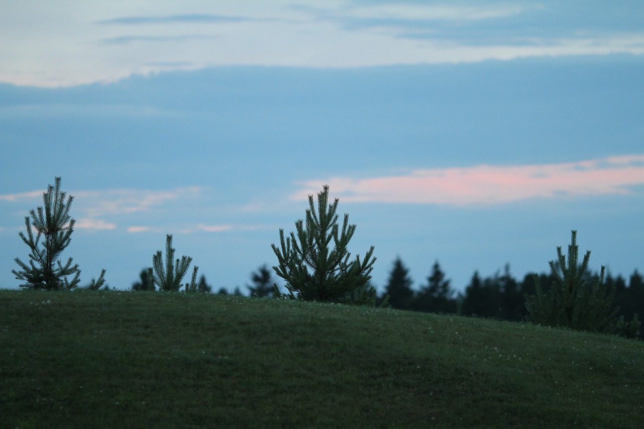 nature sunset tree free photo