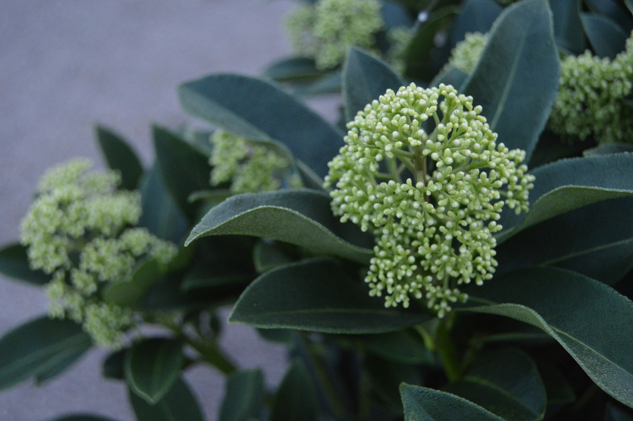 nature green white free photo