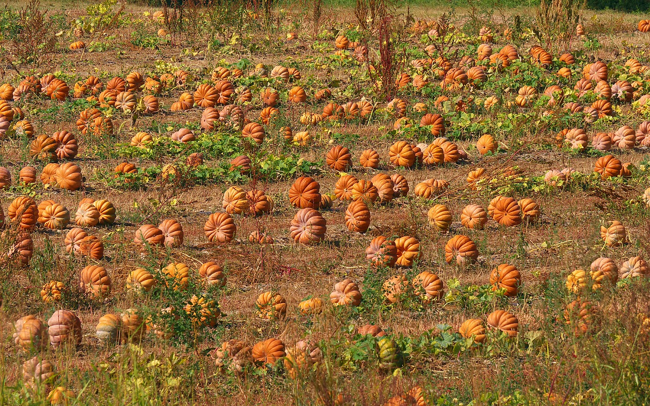 nature field pumpkins free photo
