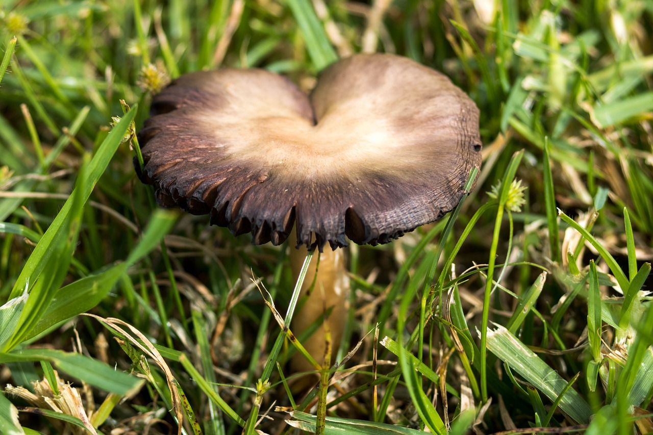 nature mushroom azores free photo