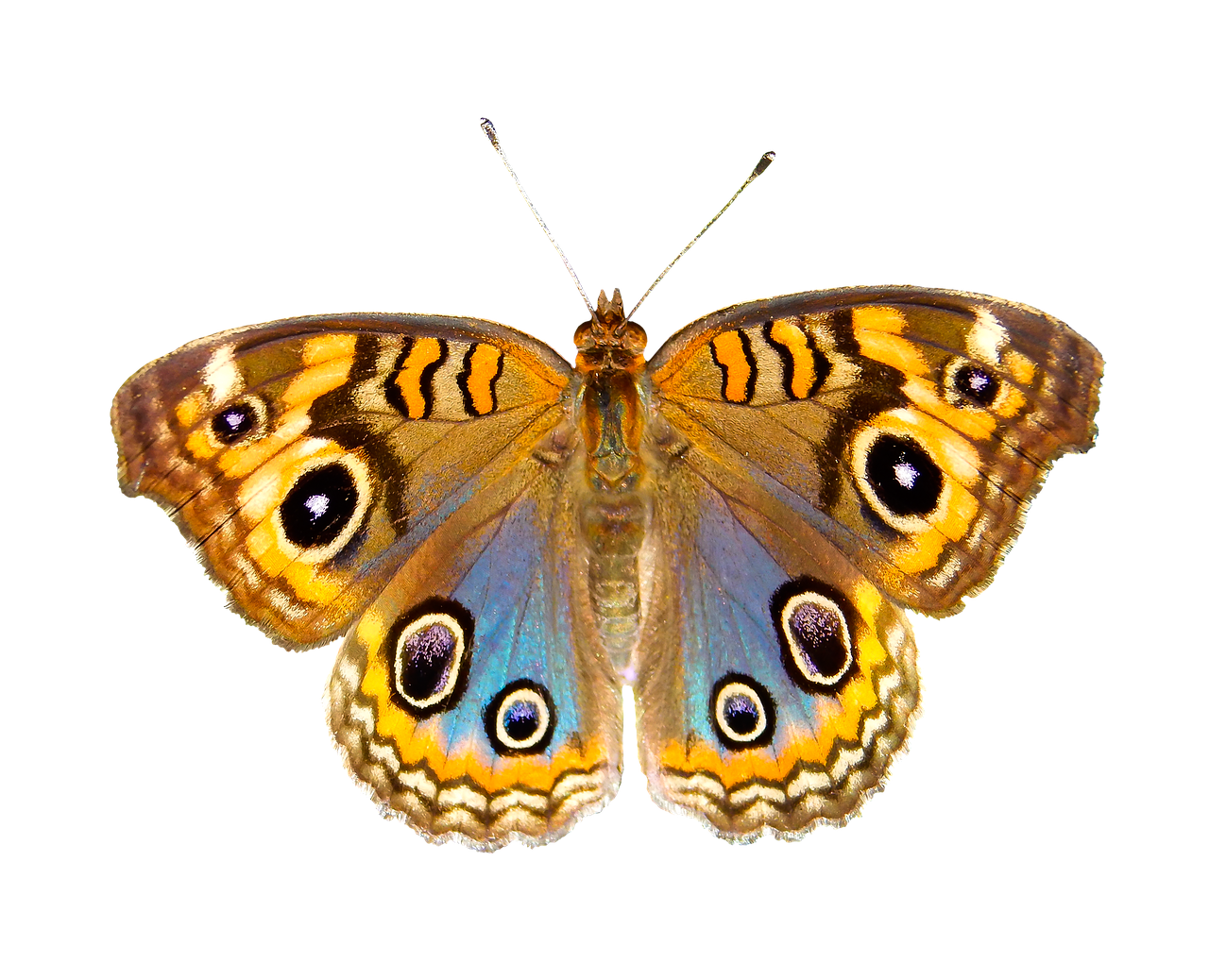 nature animals butterfly free photo