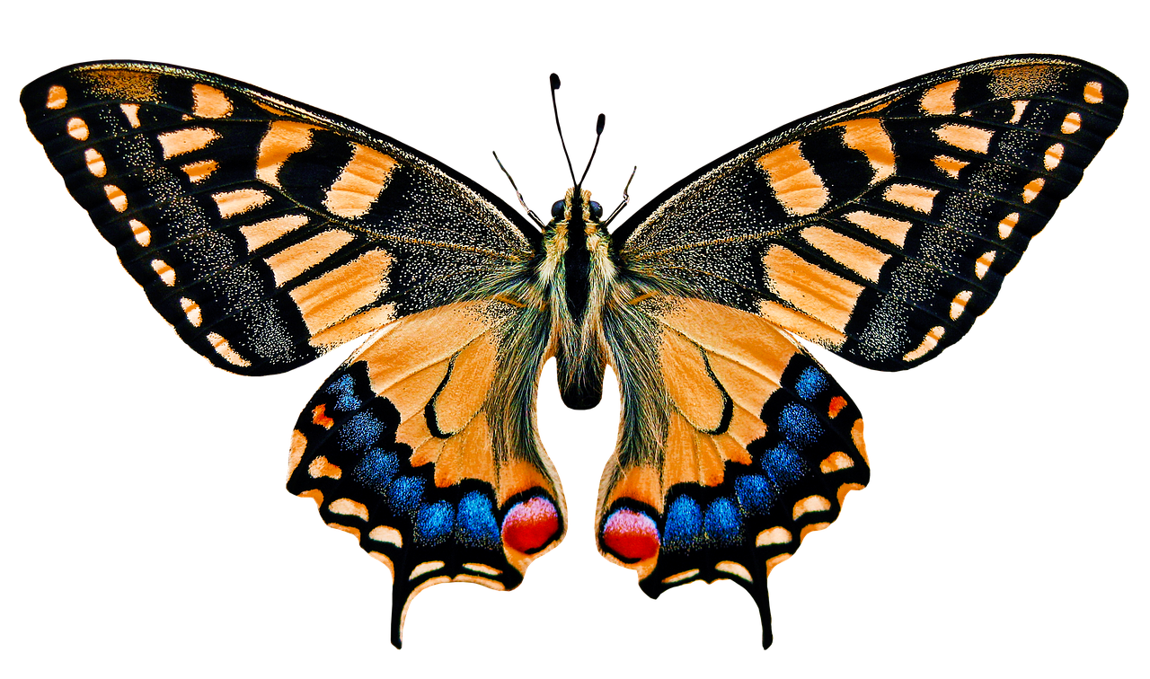 nature animals butterfly free photo