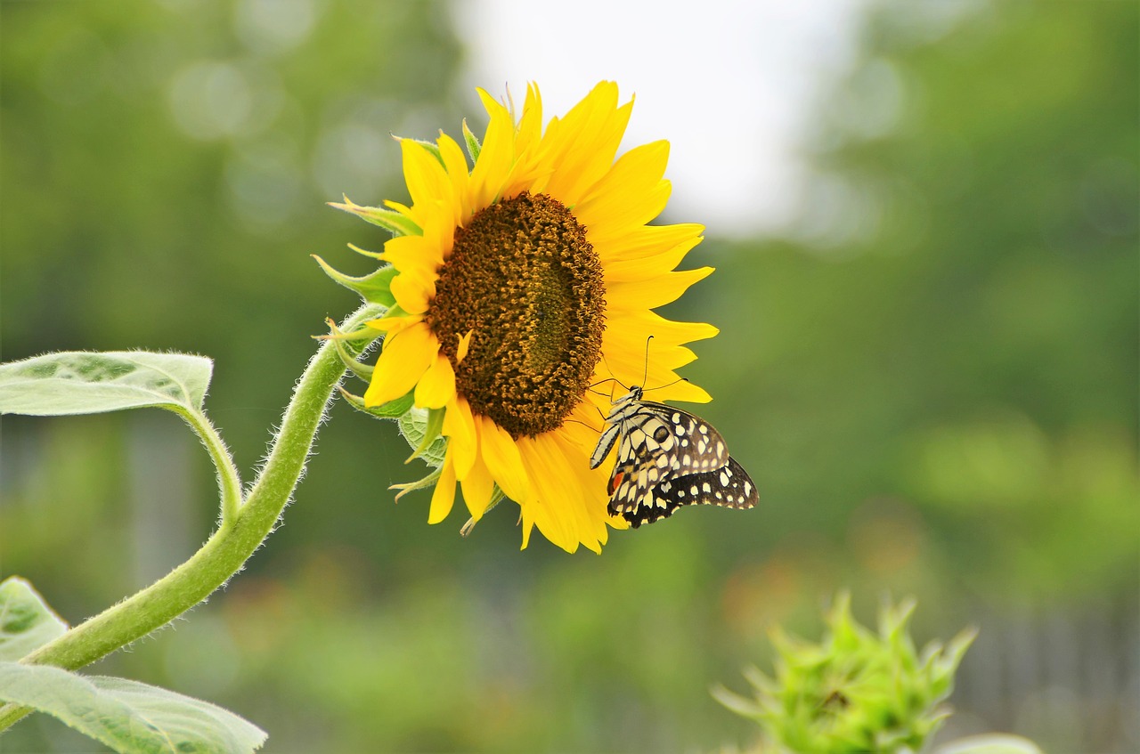 nature butterfly sunflower free photo