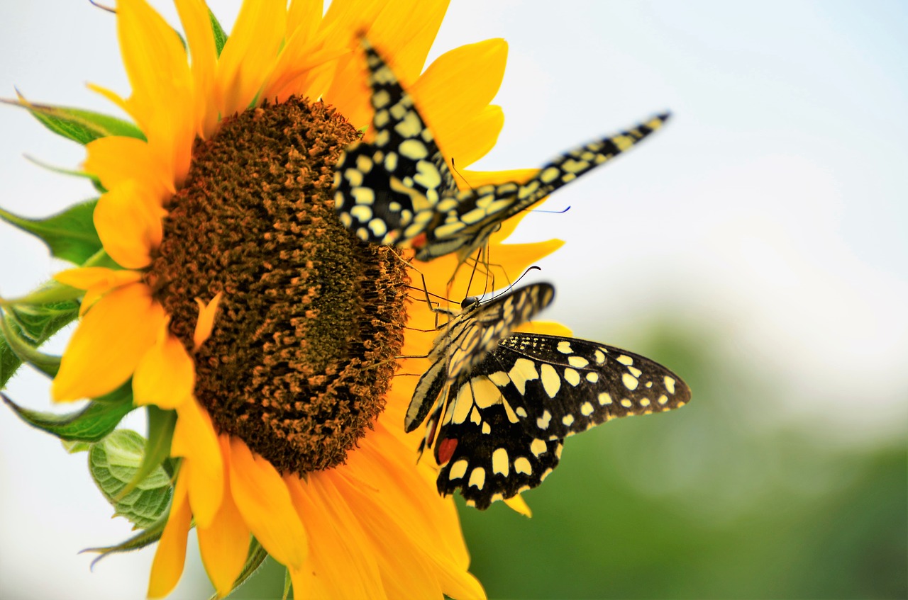 nature butterfly sunflower free photo