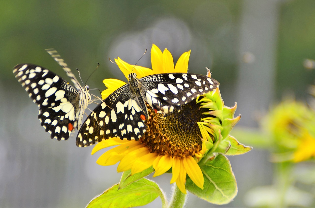 nature butterfly sunflower free photo