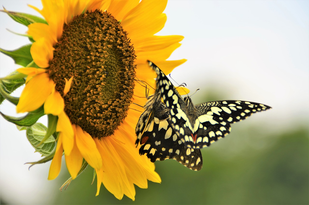 nature butterfly sunflower free photo