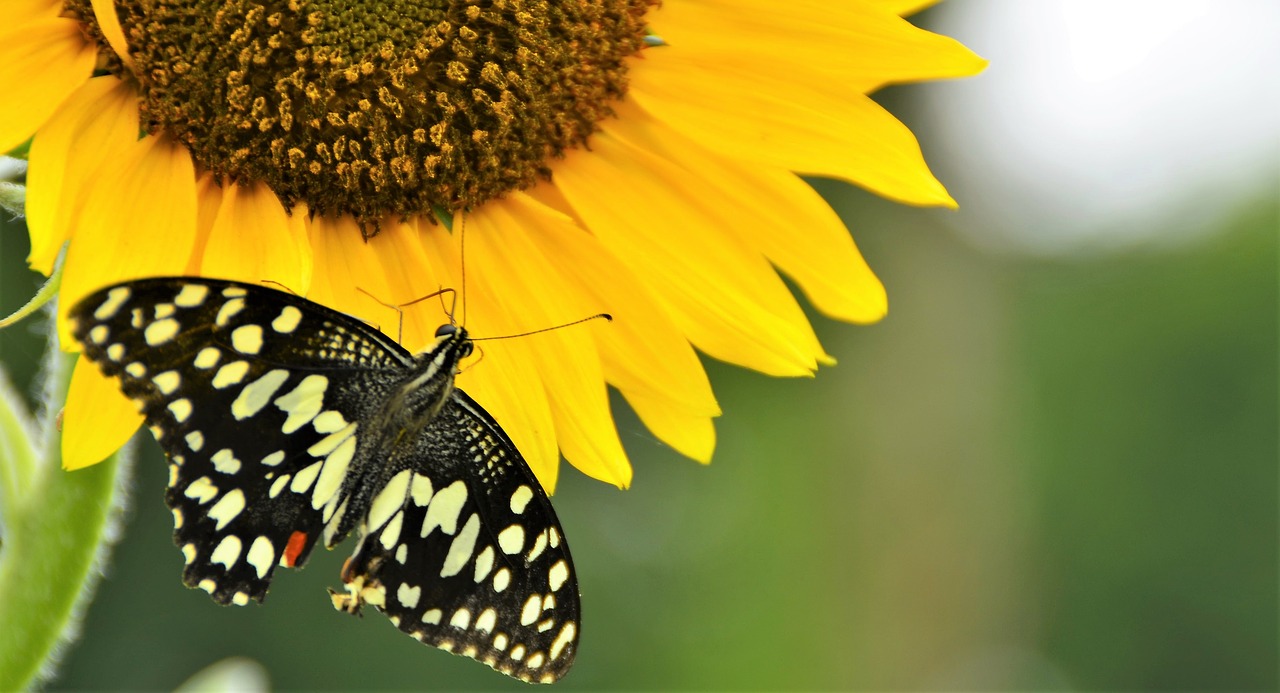 nature butterfly sunflower free photo