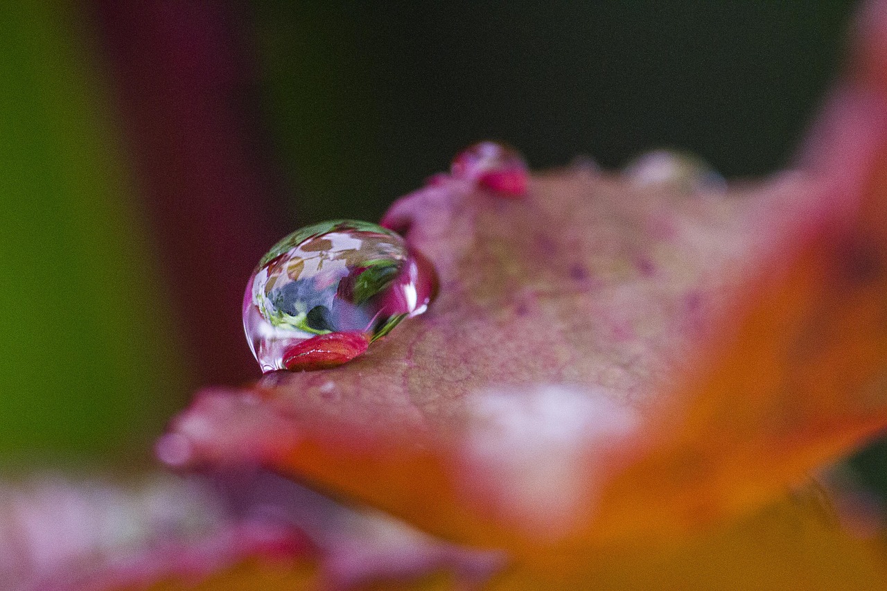 nature water reflection free photo