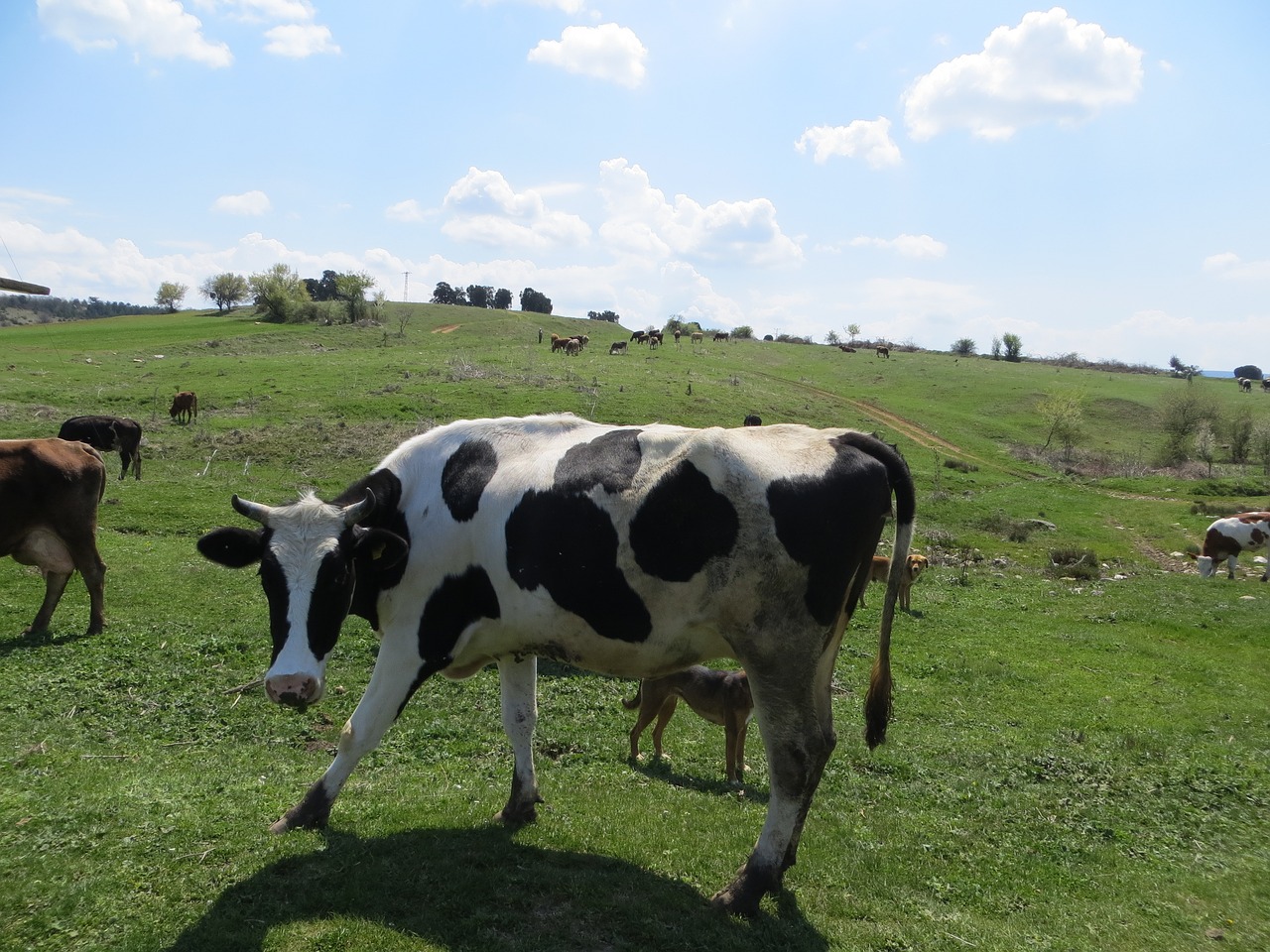 nature graze cow free photo