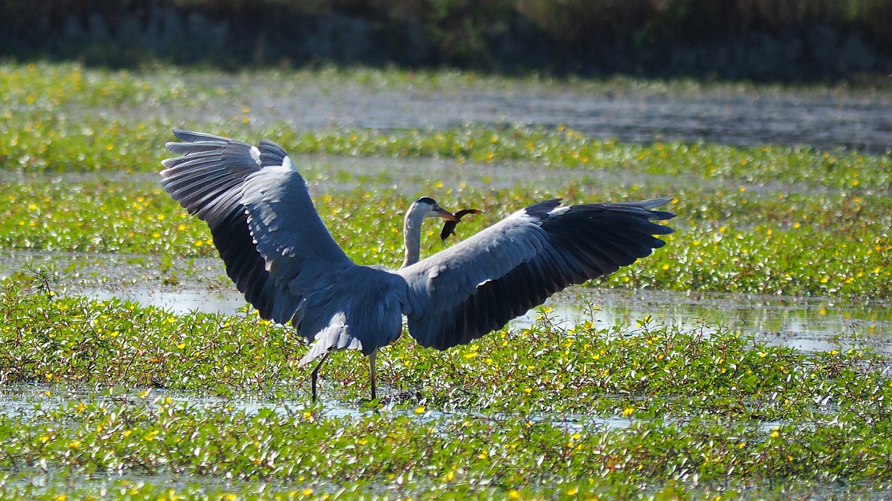 nature birds heron free photo