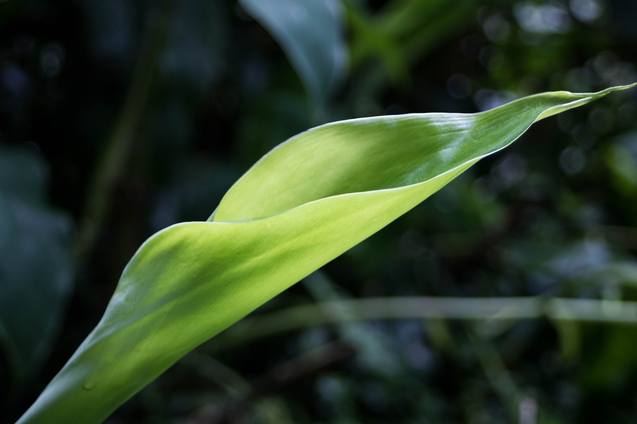 nature plant flower free photo