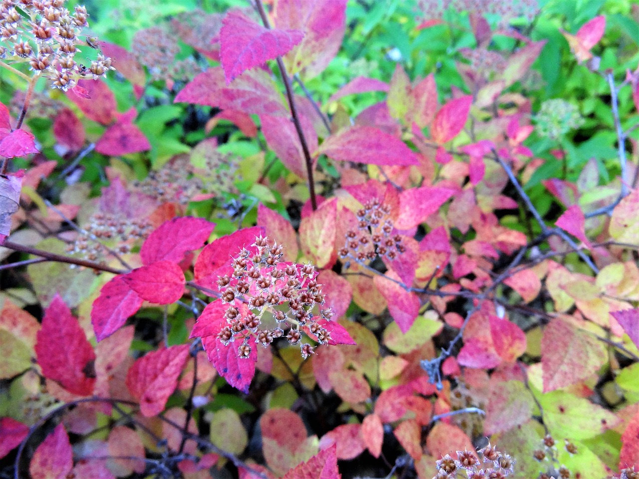 nature colors autumn free photo