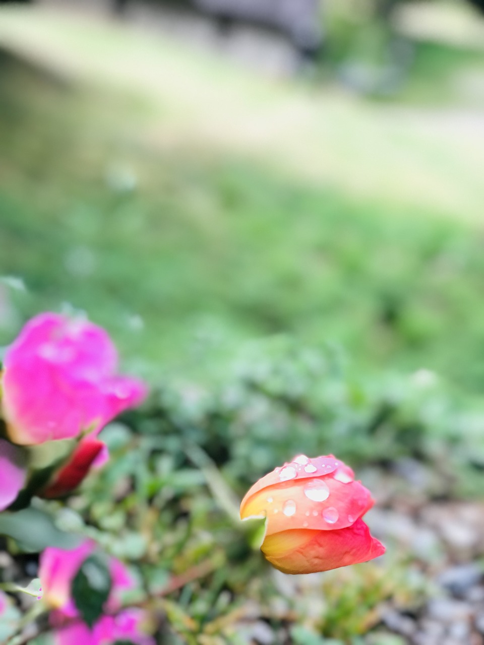 nature leaf flora free photo