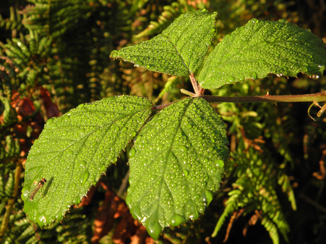 nature dew drop of water free photo