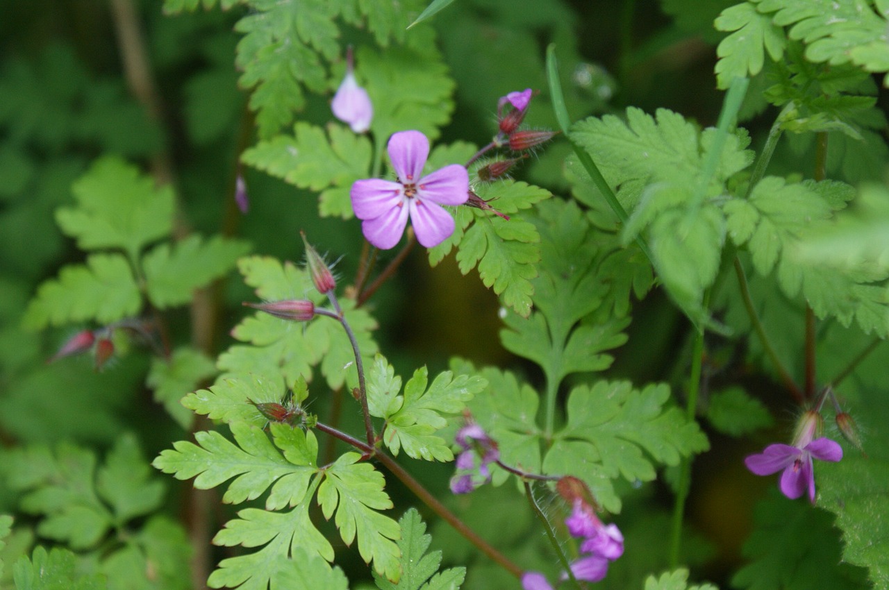 nature purple flower plant free photo