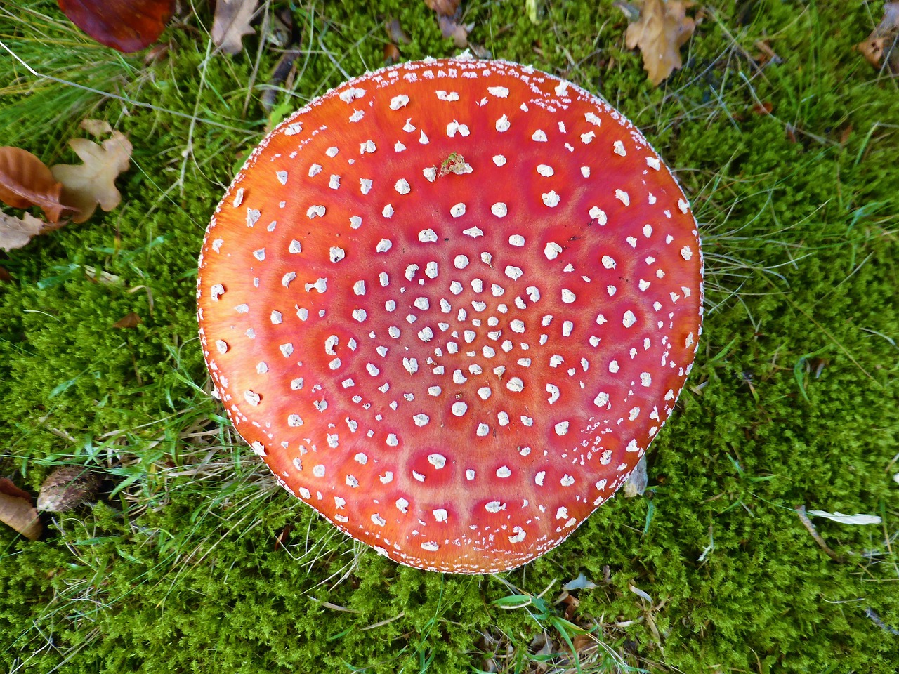 nature autumn mushroom free photo