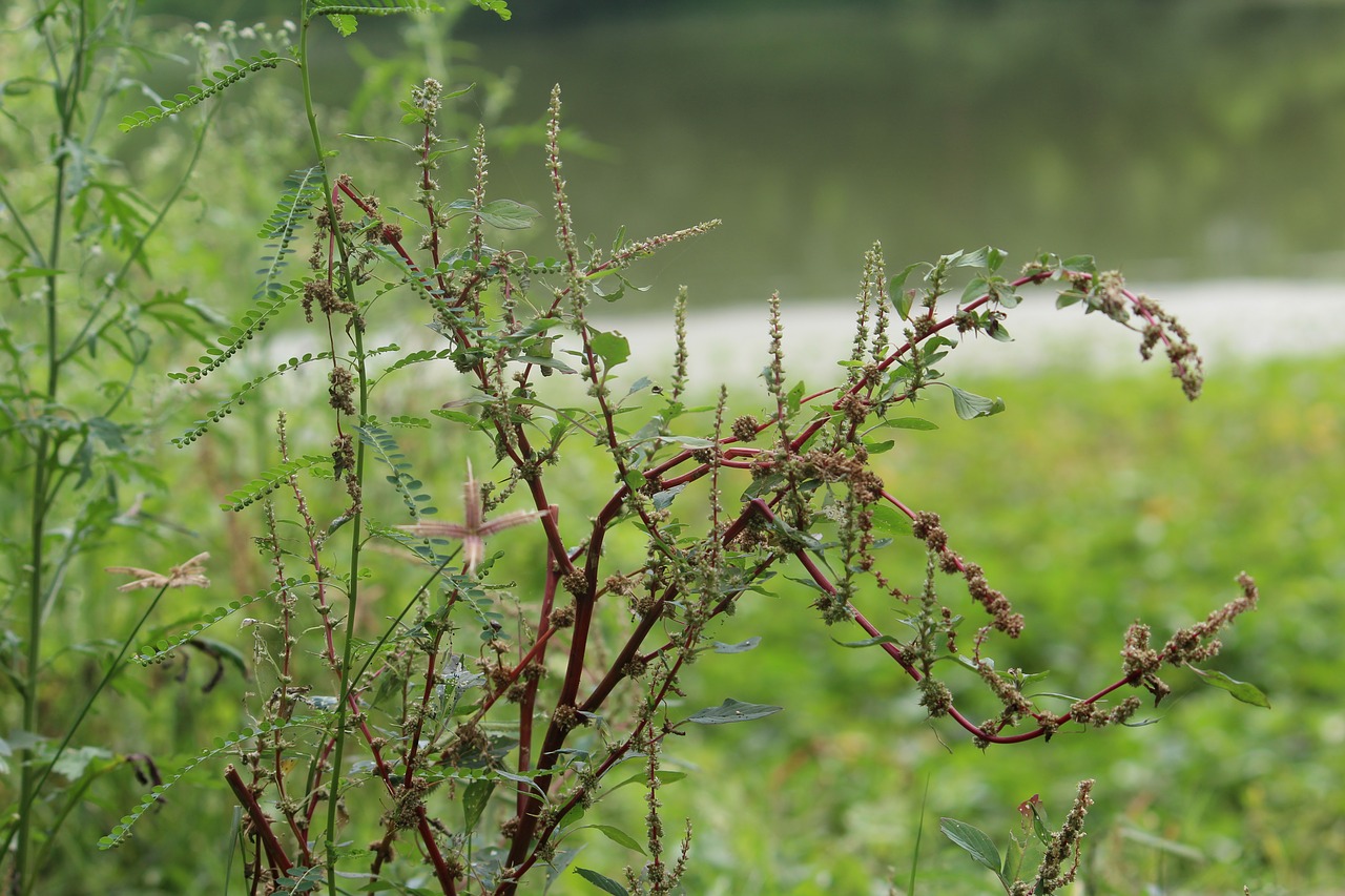 nature landscape green free photo