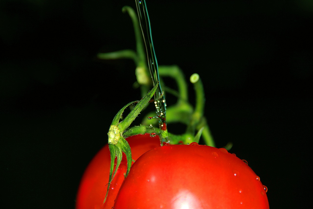 nature red tomato free photo