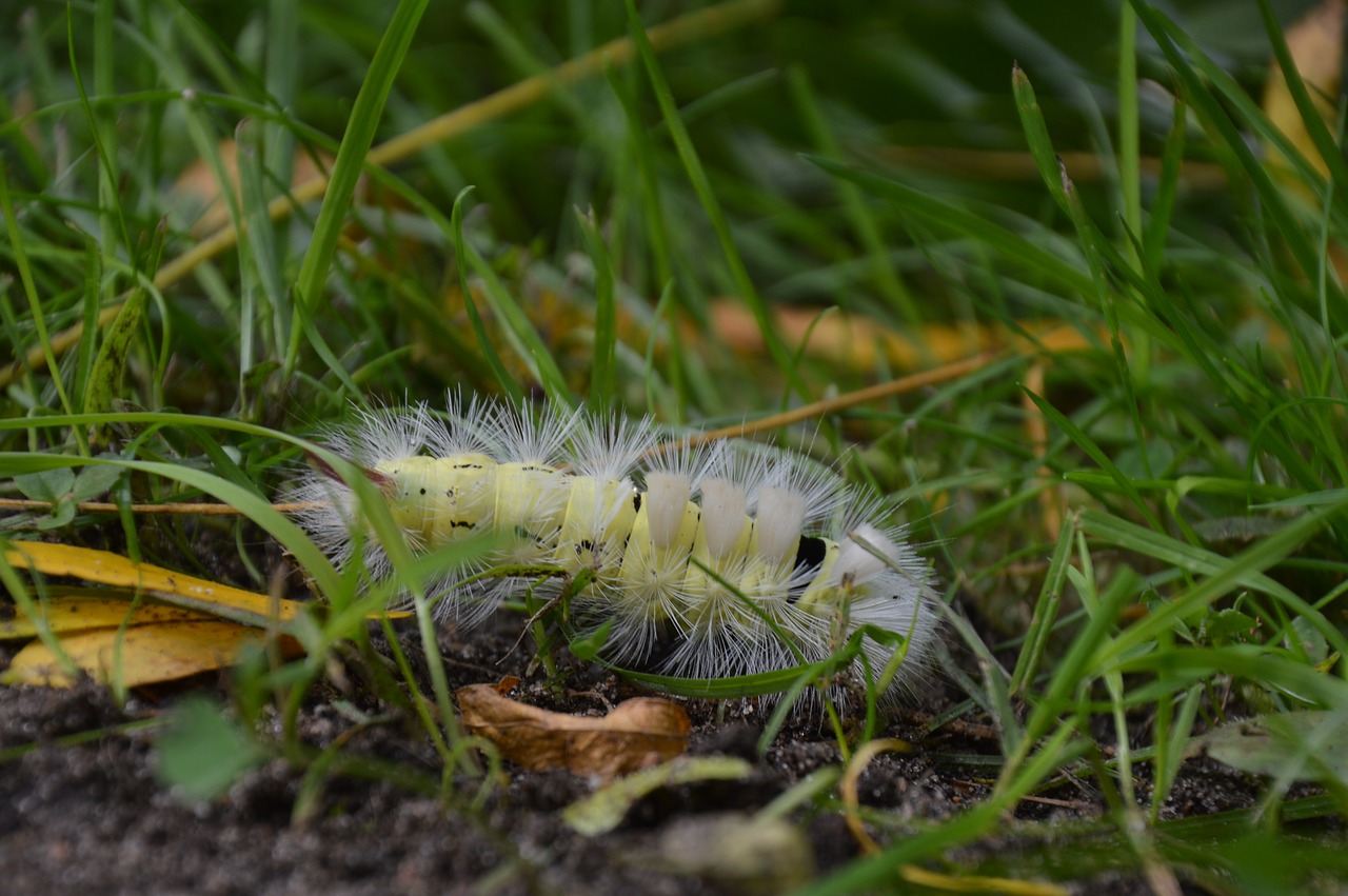 nature caterpillar insect free photo