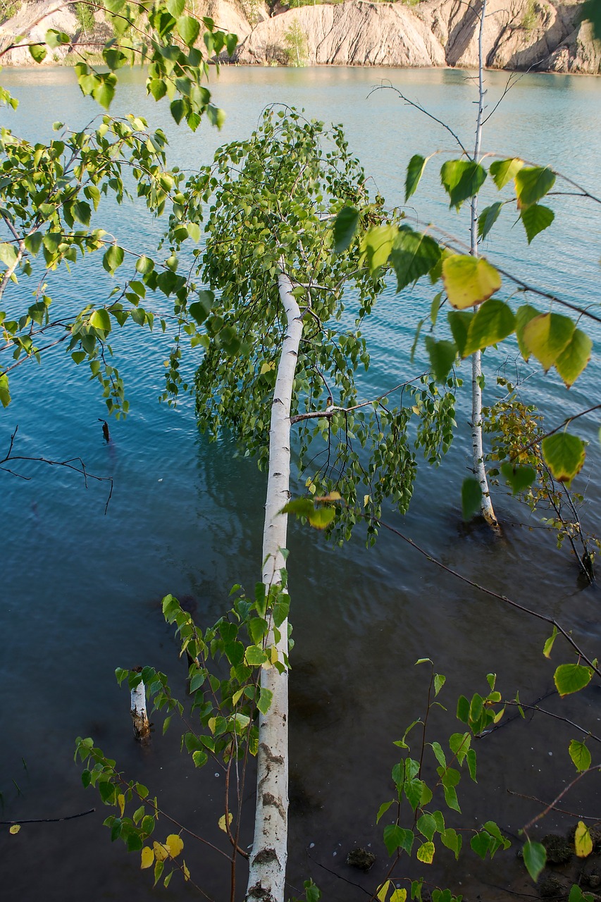 nature water tree free photo