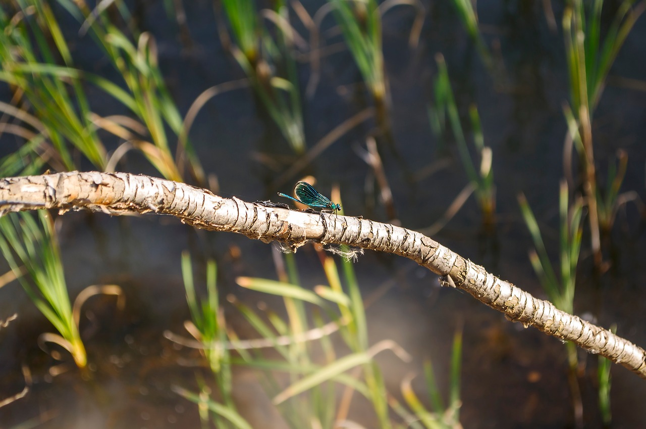 nature dragonfly insect free photo