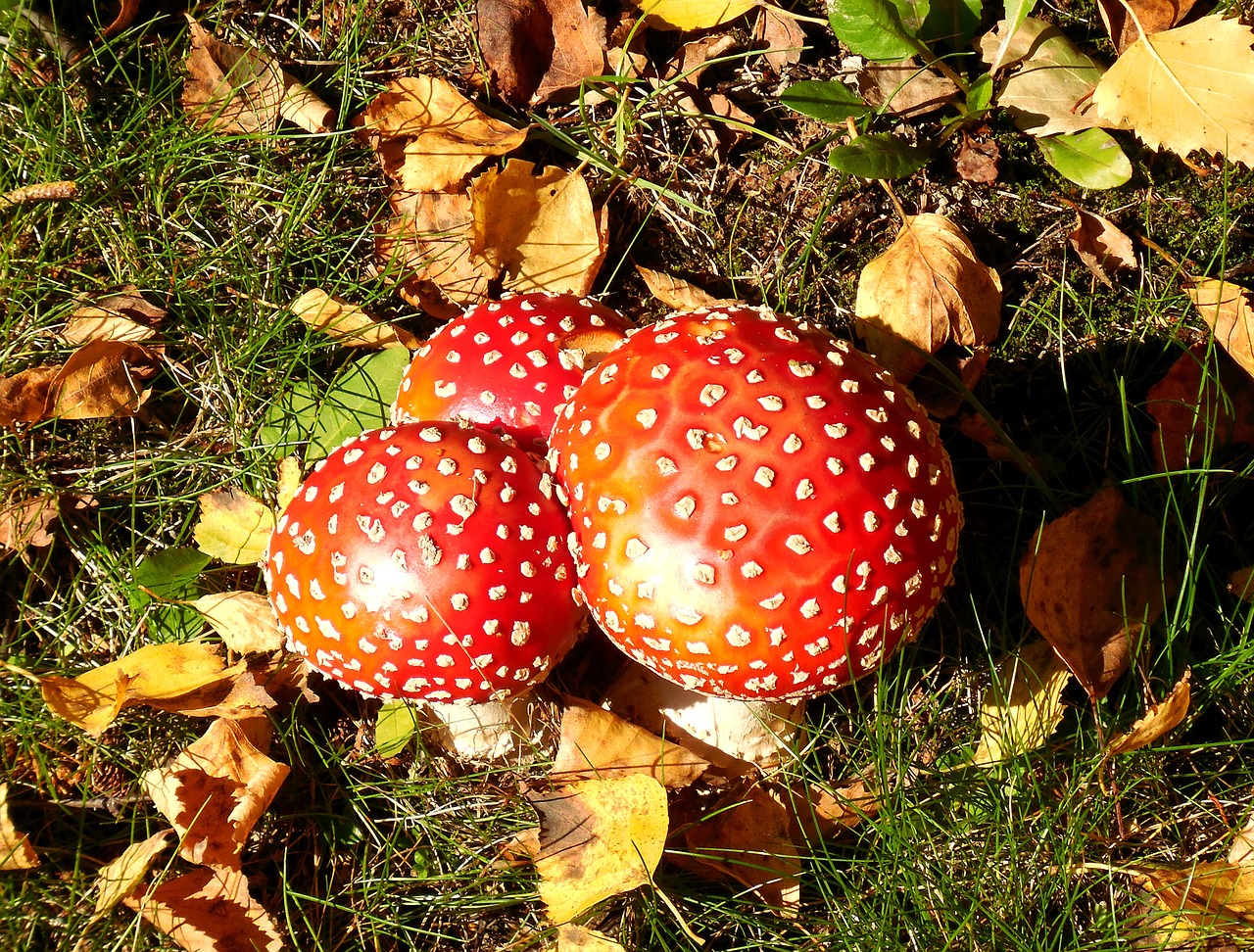nature amanita muscaria mushrooms free photo