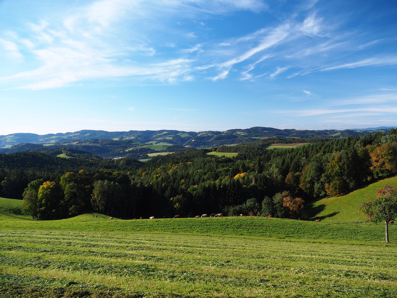 nature meadow bucklige welt free photo