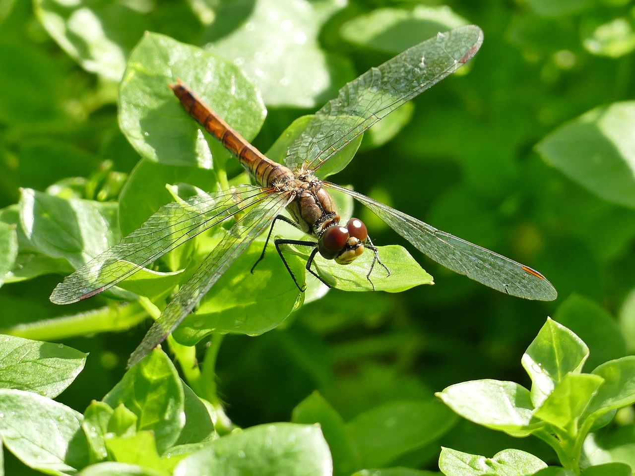 nature animal insect free photo