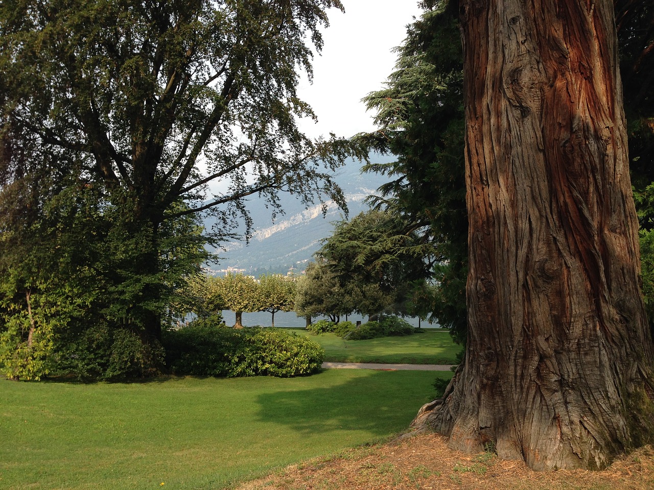 nature summer landscape trunk free photo