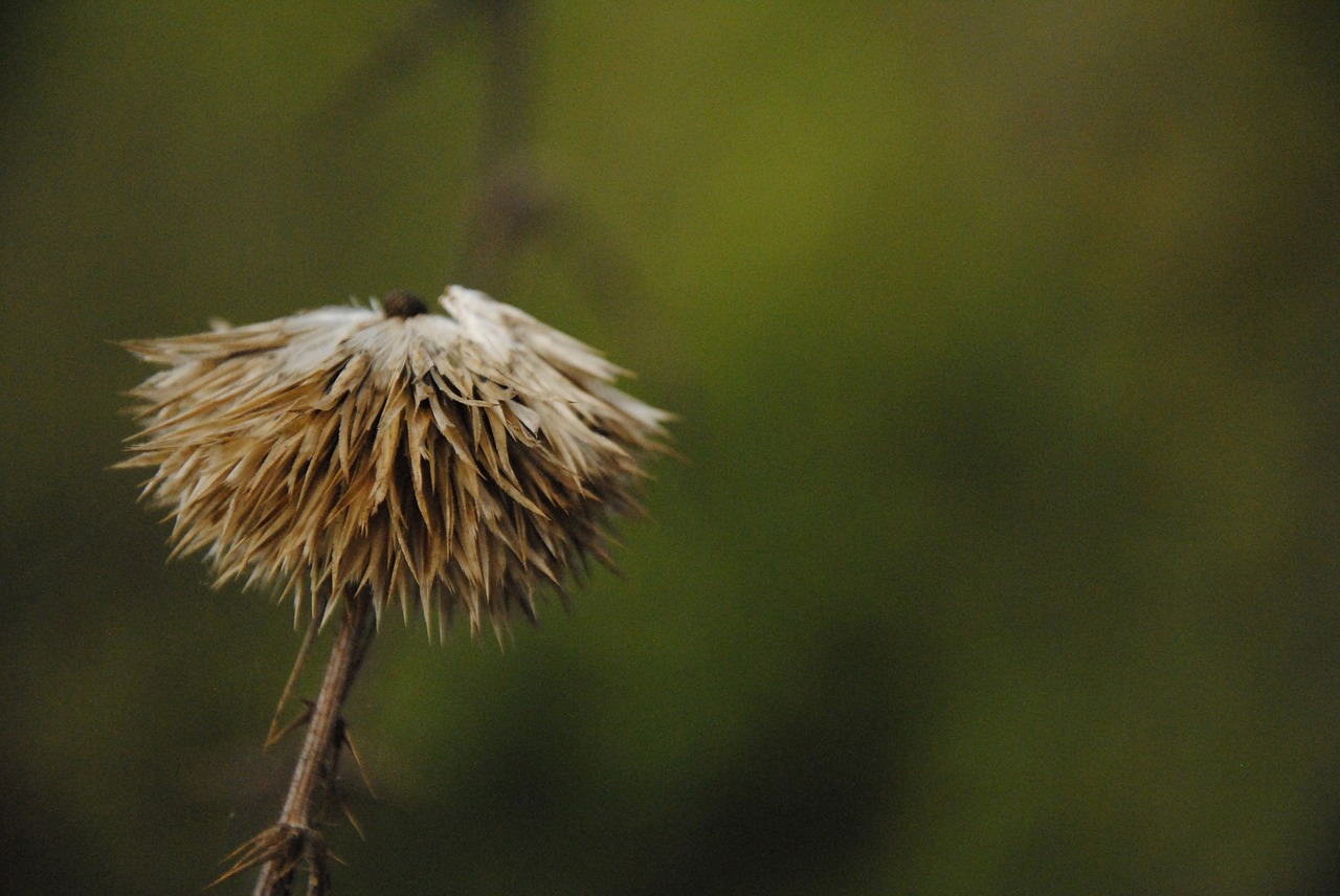 nature green brown free photo