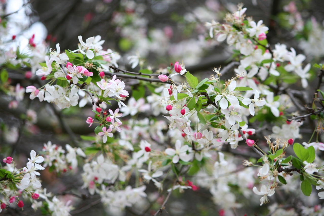 nature spring bloom free photo