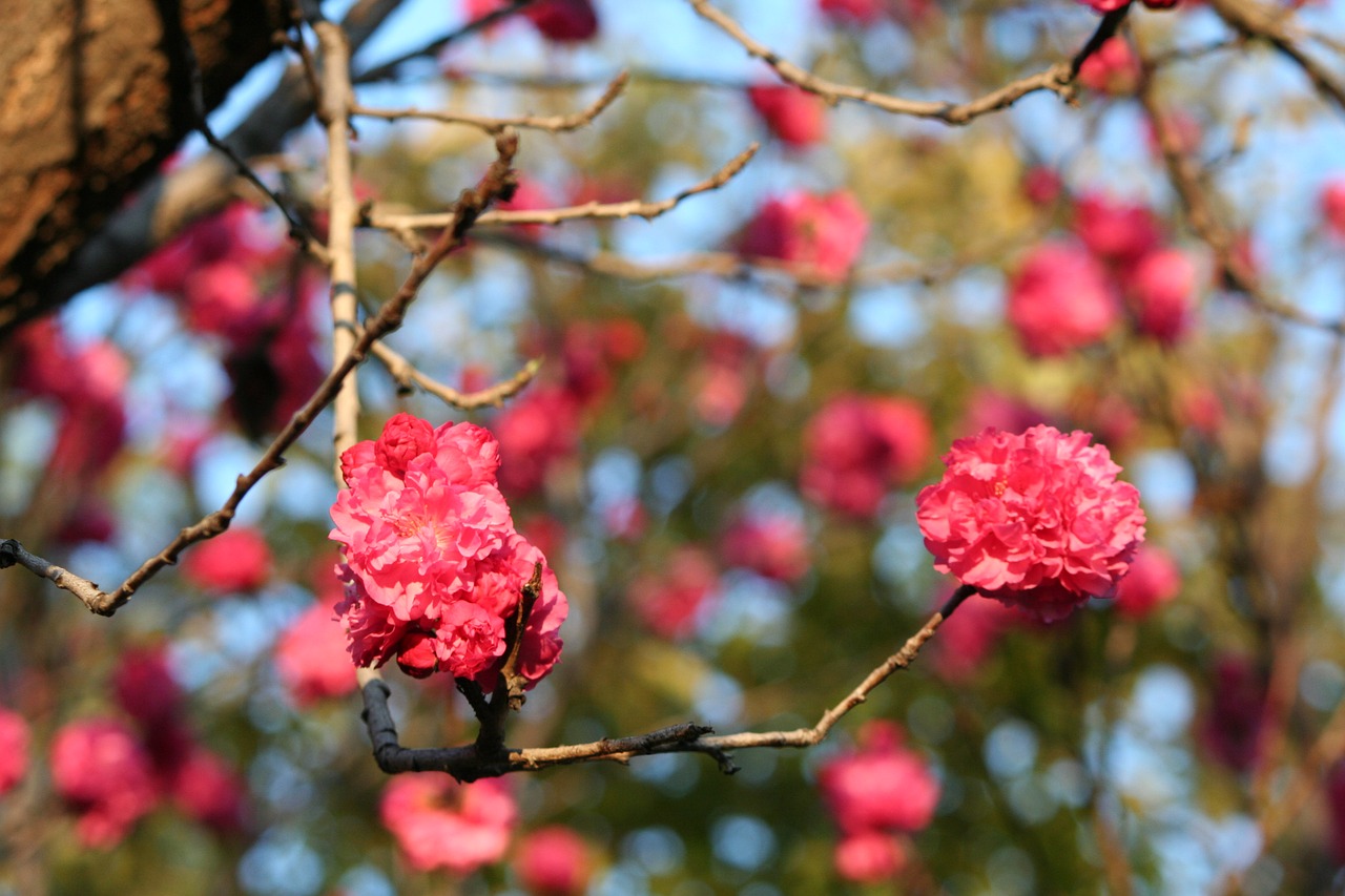 nature spring blooms free photo